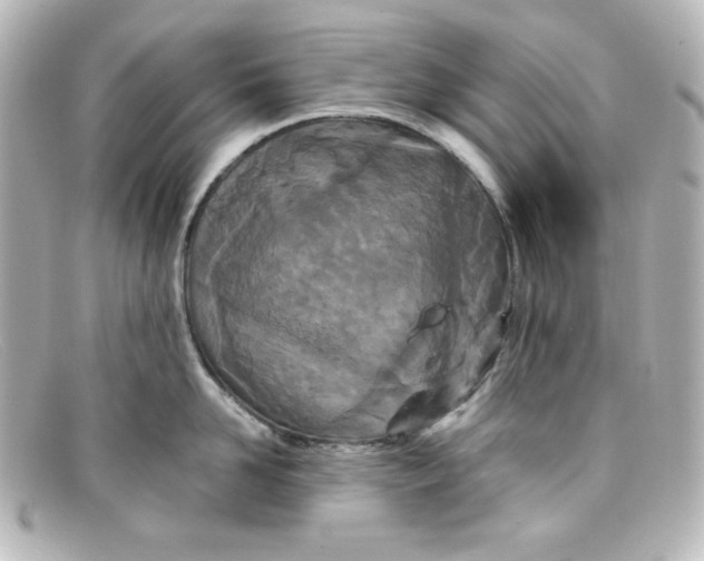 X0000098150958200805081039