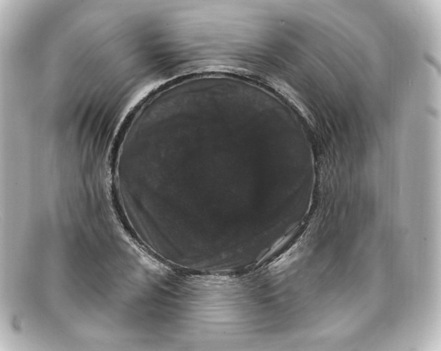 X0000098151024200805081037