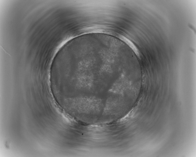X0000098151051200805081038