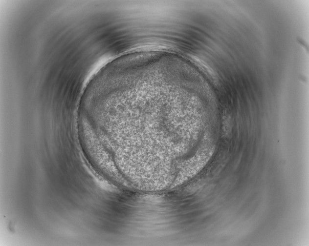 X0000098151086200805081037