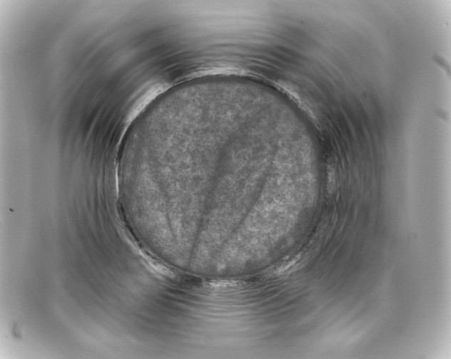 X0000098151274200805081034