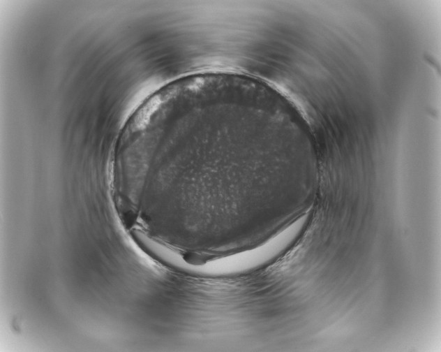 X0000098151383200805081032