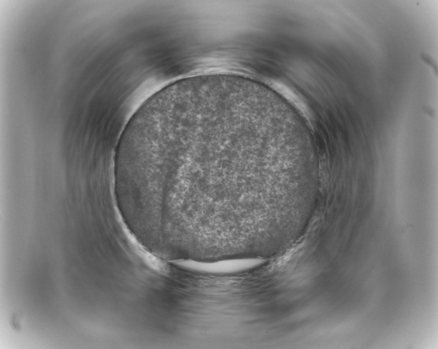 X0000098151431200805081032