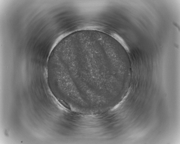 X0000098151436200805081032