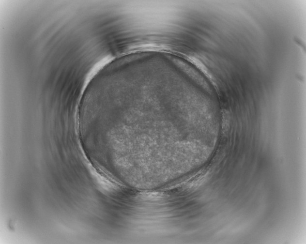 X0000098151474200805081031
