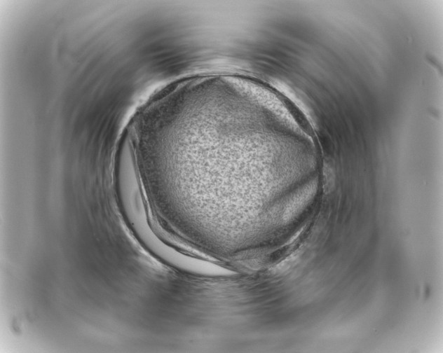 X0000098151477200805081031