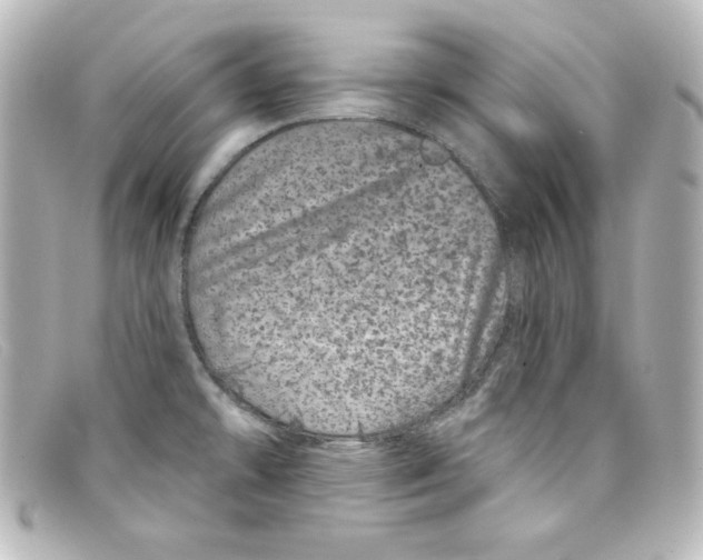 X0000098151478200805081031