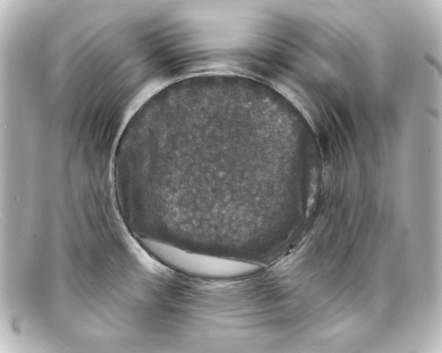X0000098151482200805081031