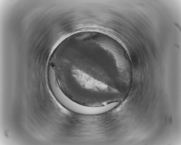 X0000098151533200805081031