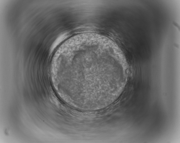 X0000098150004200805151216