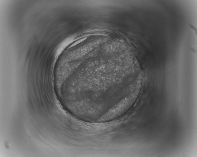 X0000098150006200805151216