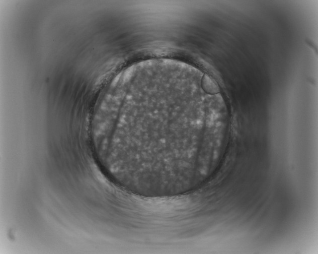 X0000098150018200805151216