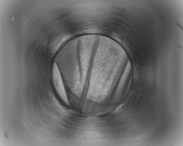 X0000098150062200805151215