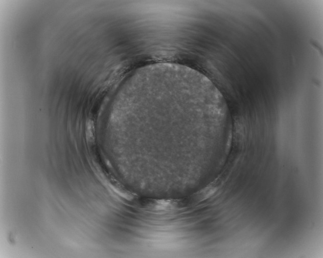 X0000098150130200805151214