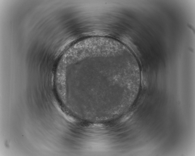 X0000098150157200805151213