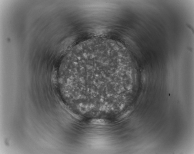 X0000098150181200805151213