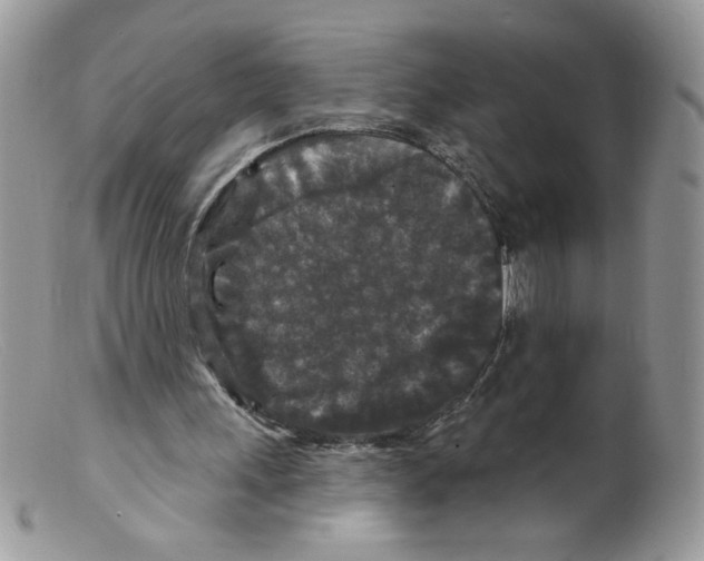 X0000098150243200805151211