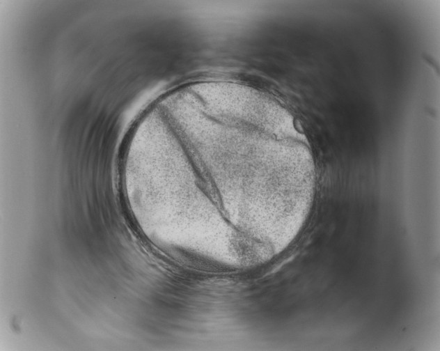 X0000098150294200805151211