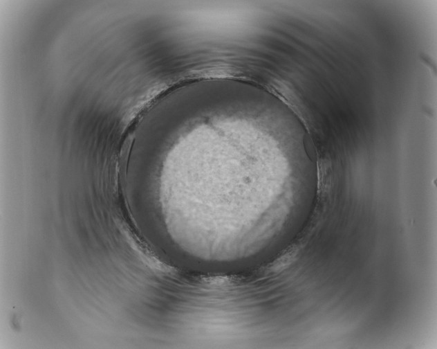 X0000098150301200805151211