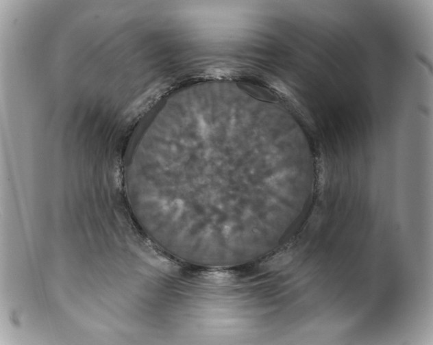 X0000098150313200805151211