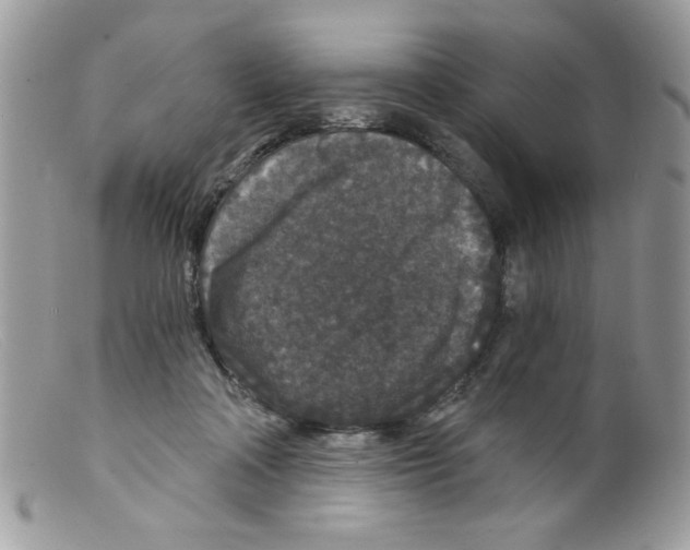 X0000098150314200805151211