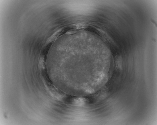 X0000098150316200805151211