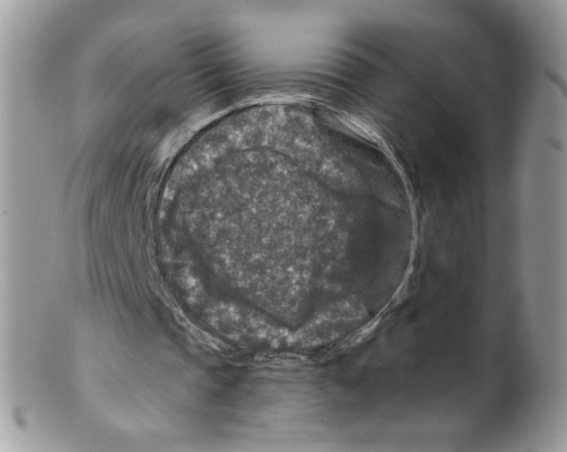 X0000098150337200805151210