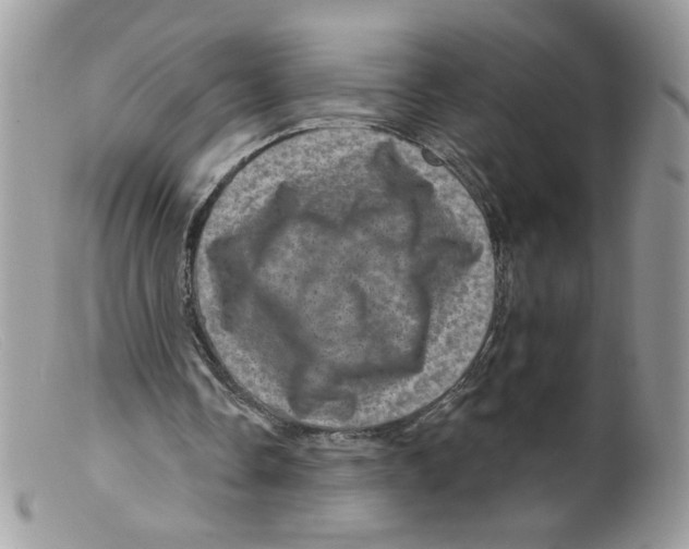 X0000098150338200805151210