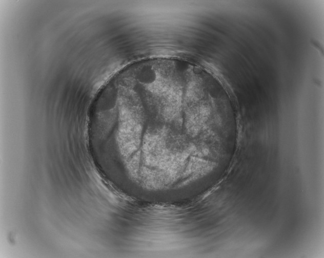 X0000098150346200805151210