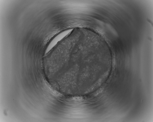 X0000098150353200805151210