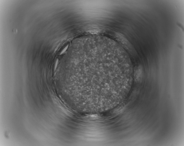 X0000098150365200805151210