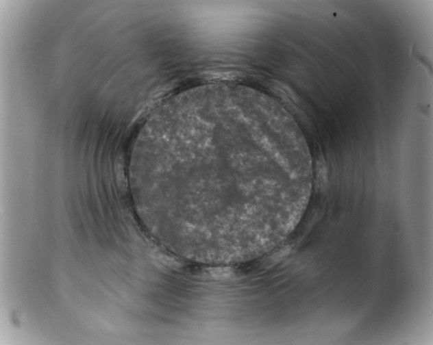 X0000098150377200805151211