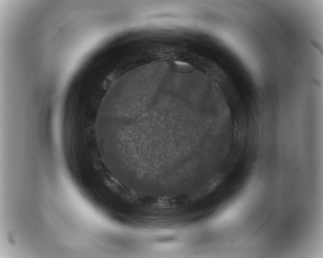 X0000098150383200805151211