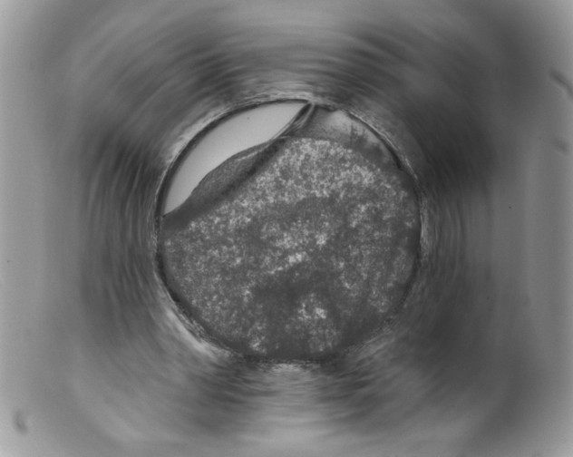 X0000098150390200805151210