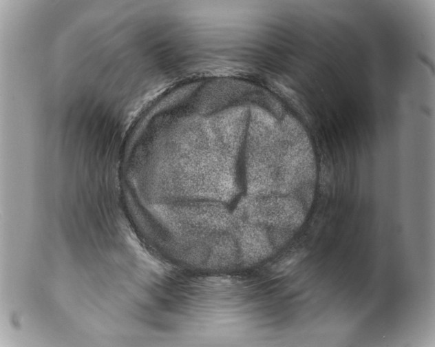 X0000098150394200805151210