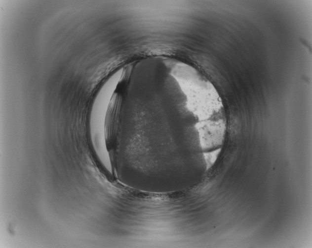 X0000098150402200805151210