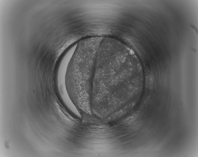 X0000098150443200805151208