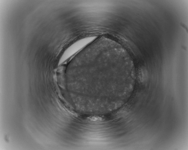 X0000098150512200805151208