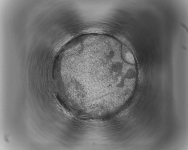 X0000098150529200805151207