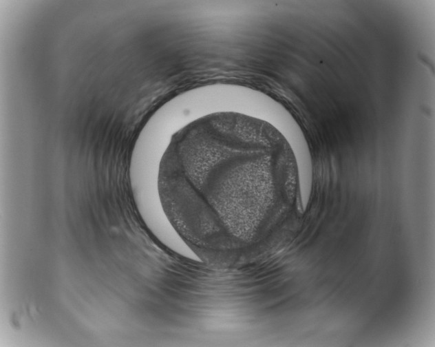 X0000098150621200805151206