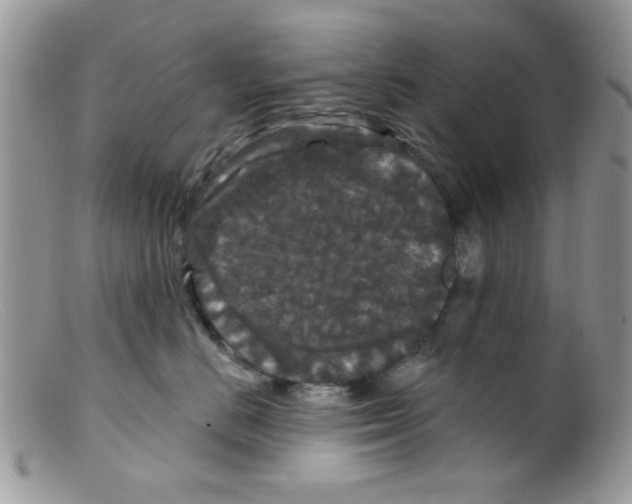 X0000098150670200805151206