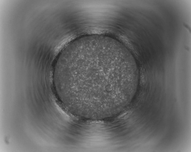 X0000098150683200805151205