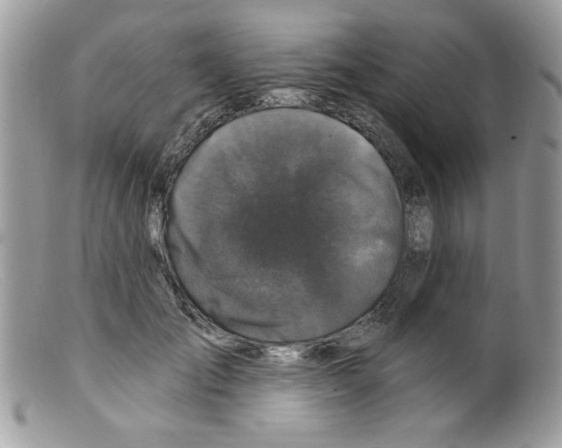 X0000098150701200805151205