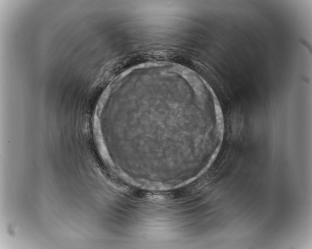 X0000098150706200805151205