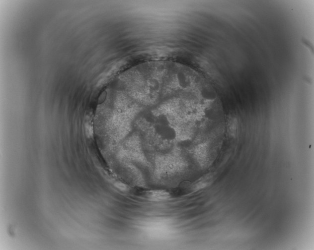 X0000098150719200805151205