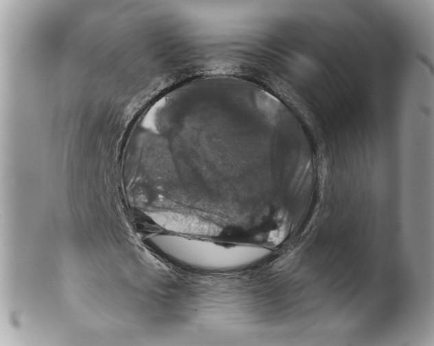 X0000098150721200805151204