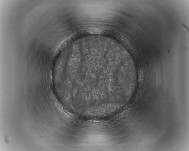 X0000098150733200805151204