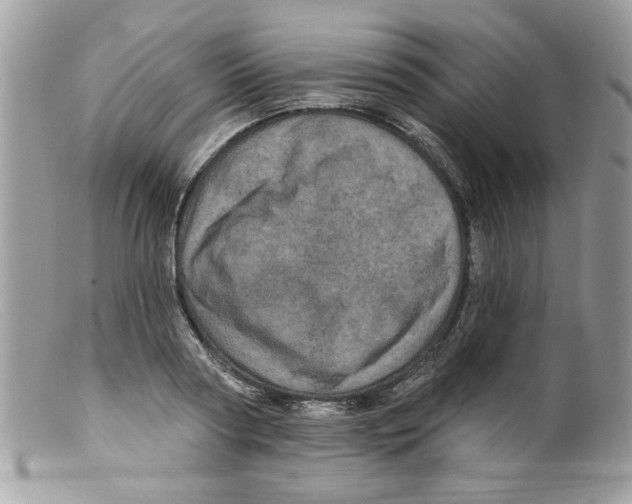 X0000098150794200805151203