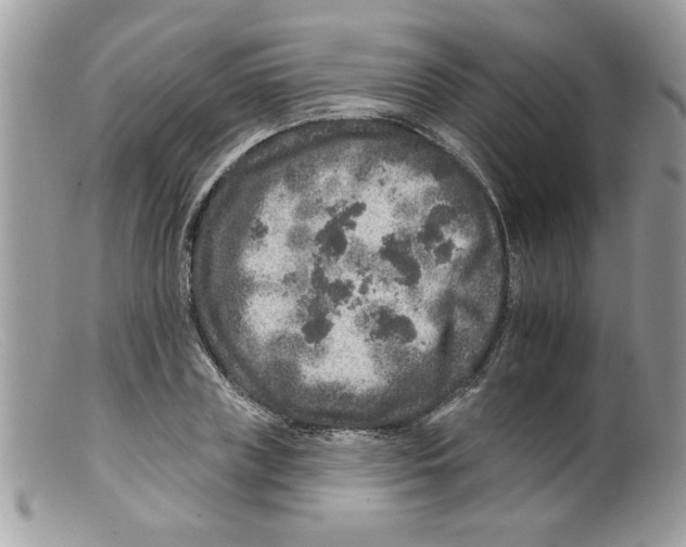 X0000098150835200805151203