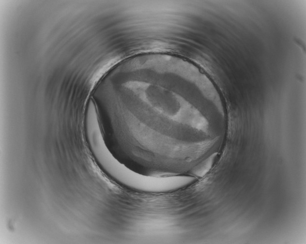 X0000098150850200805151203